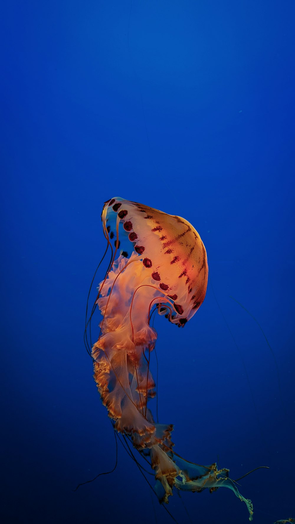 a large jellyfish floating in the blue water