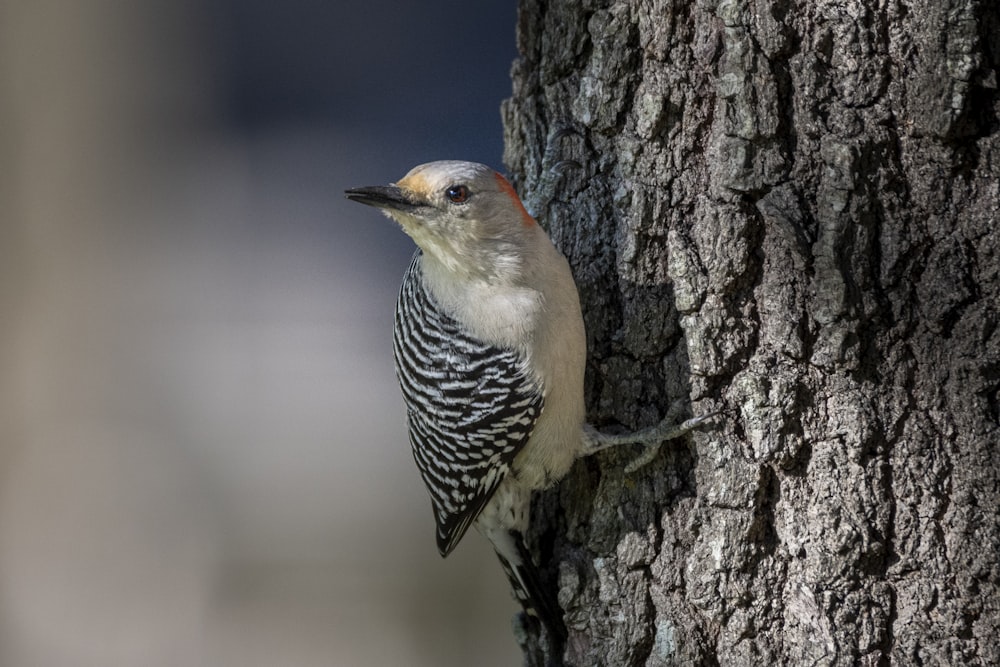 a bird is standing on the bark of a tree