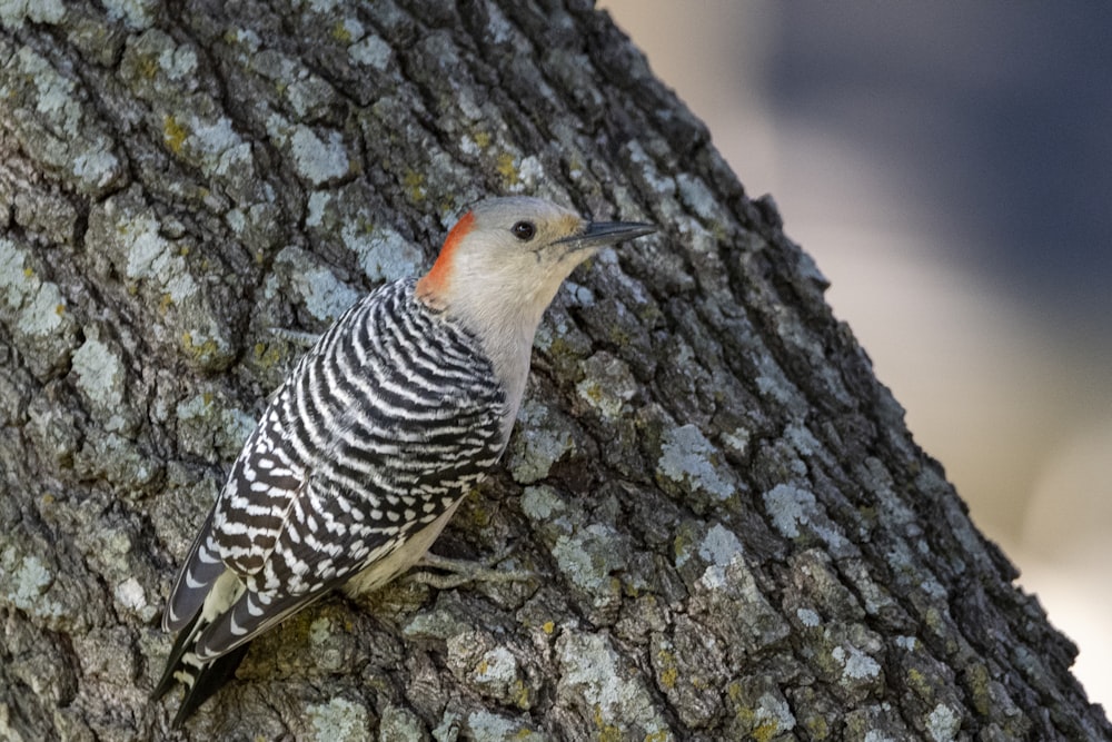 a red - bellied woodpecker perches on the bark of a tree
