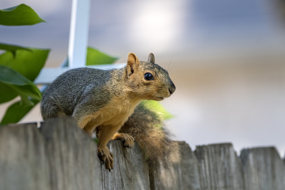 나무 울타리 위에 앉아있는 다람쥐