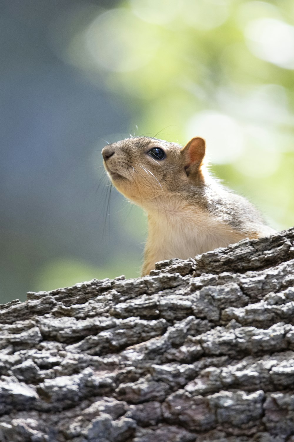 a small squirrel sitting on top of a tree trunk