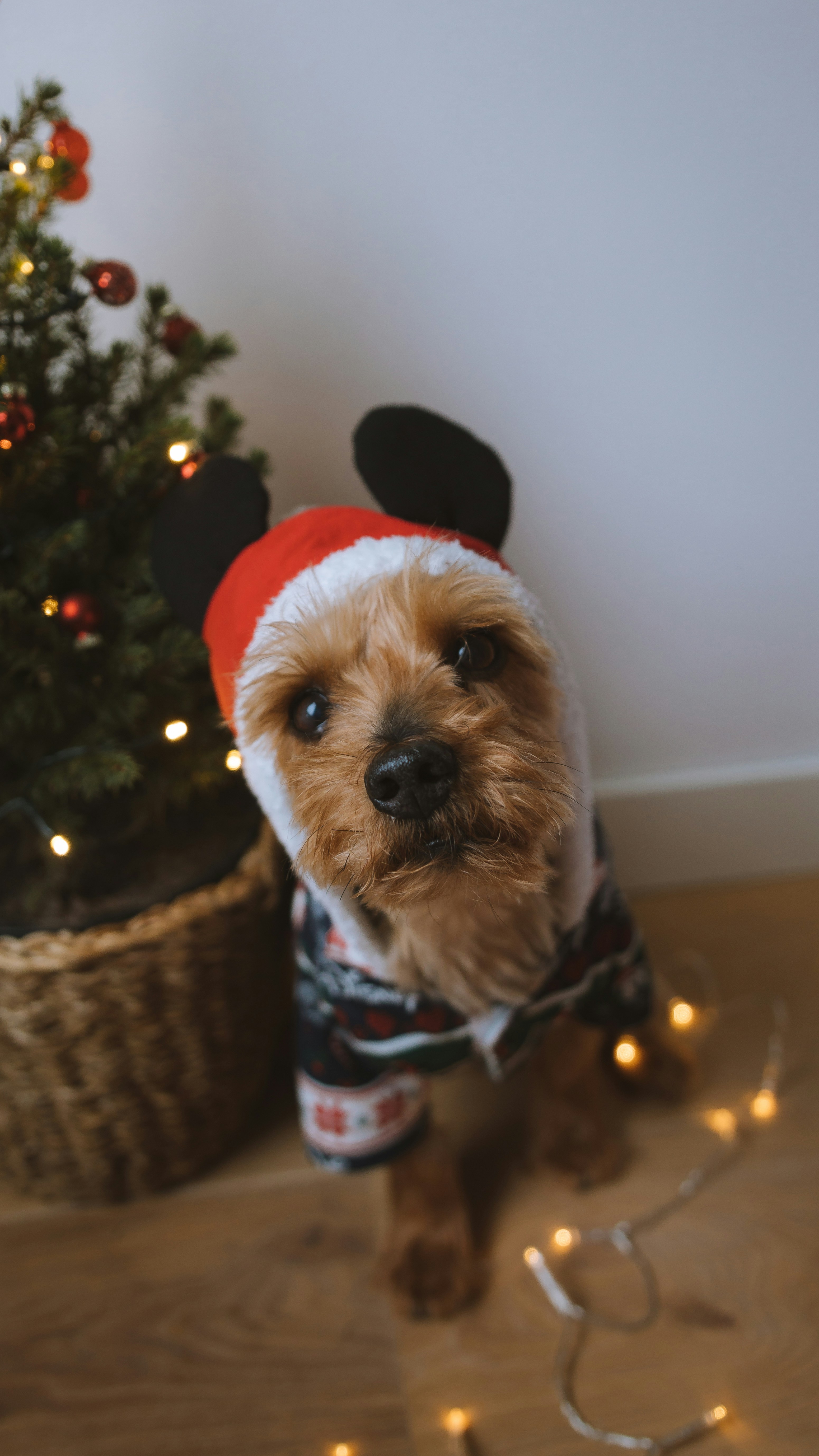 Ein kleiner Hund im Mickey-Mouse-Outfit