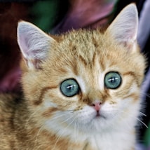 A close-up of a young kitten with striking blue eyes and soft, fluffy fur in shades of light brown and white. The kitten's ears are perked up, suggesting alertness. The background is slightly blurred, keeping the focus on the kitten's expressive gaze.