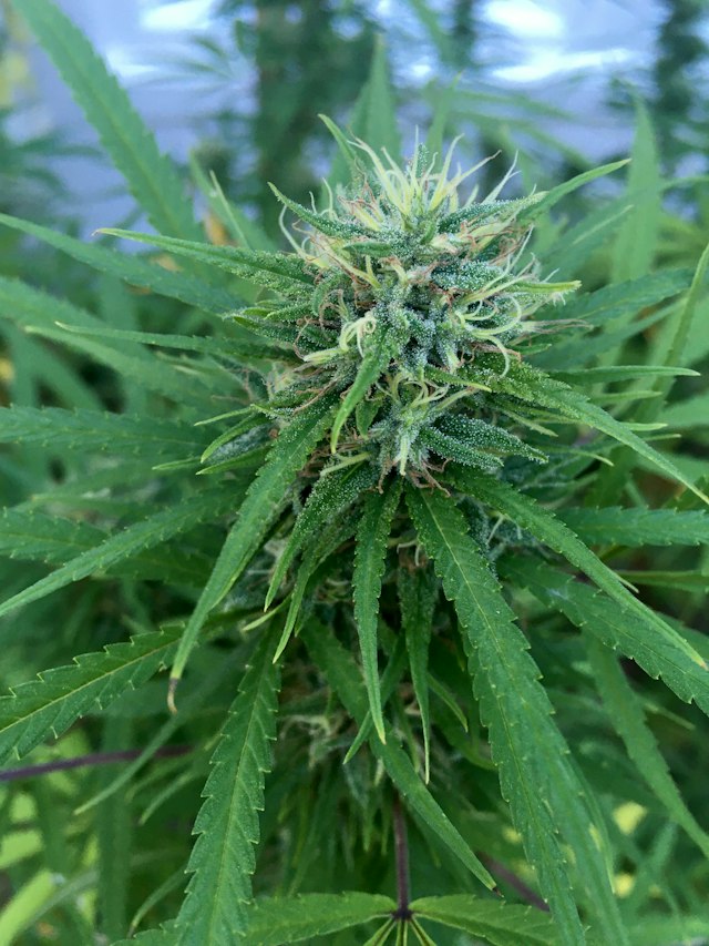Close-up of a cannabis plant growing outdoors near water