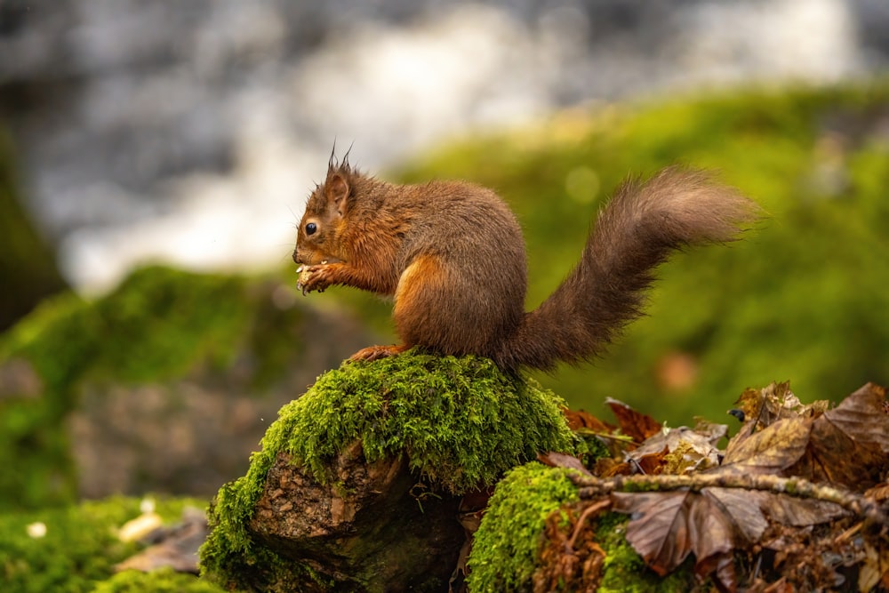 a squirrel is sitting on a mossy rock