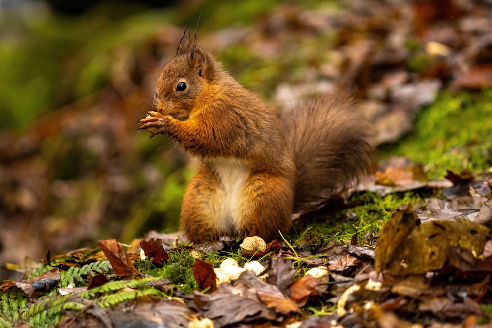 a red squirrel eating a nut in the woods