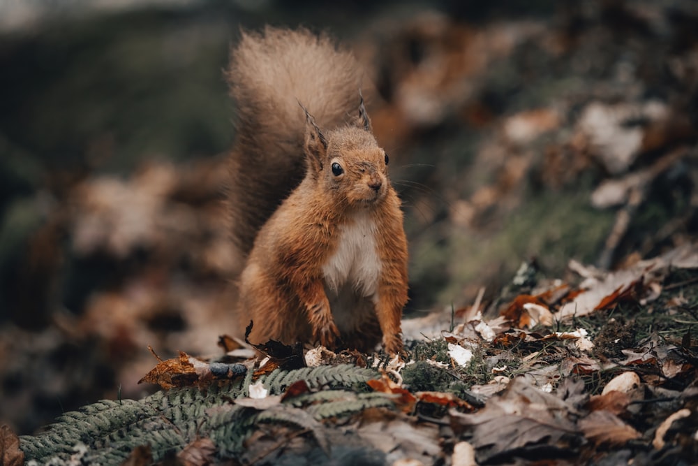 a squirrel standing on top of a pile of leaves
