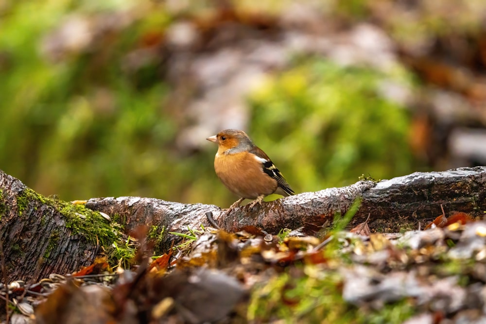 un piccolo uccello seduto sulla cima di un ramo di un albero