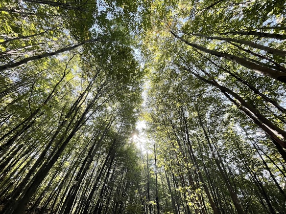 Tall trees with dense foliage create a canopy overhead, with sunlight filtering through the leaves. The perspective is from the ground looking upward, showcasing the vibrant green of the leaves and the sunlight streaming through.