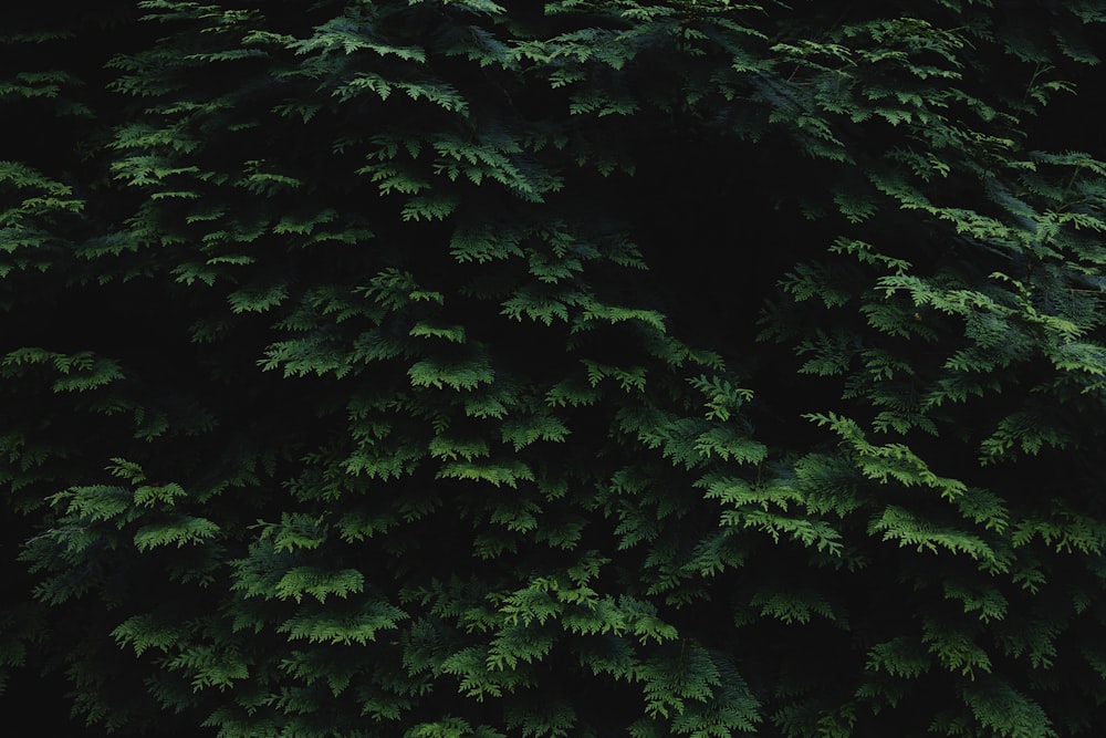 a large group of green trees in a forest