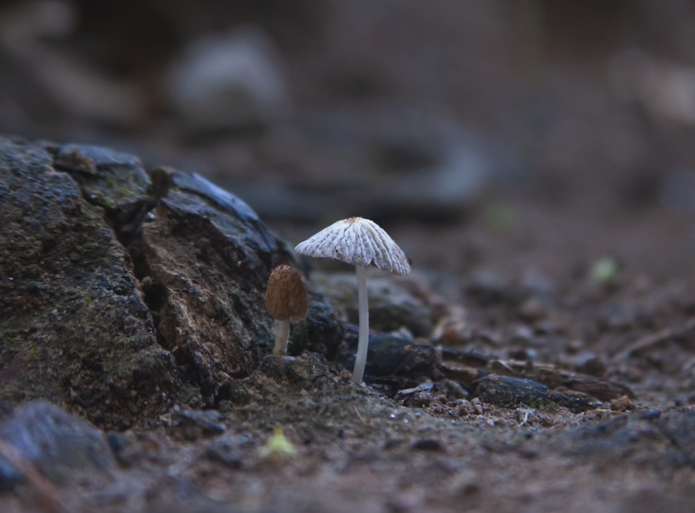 a small white mushroom sitting on top of a rock