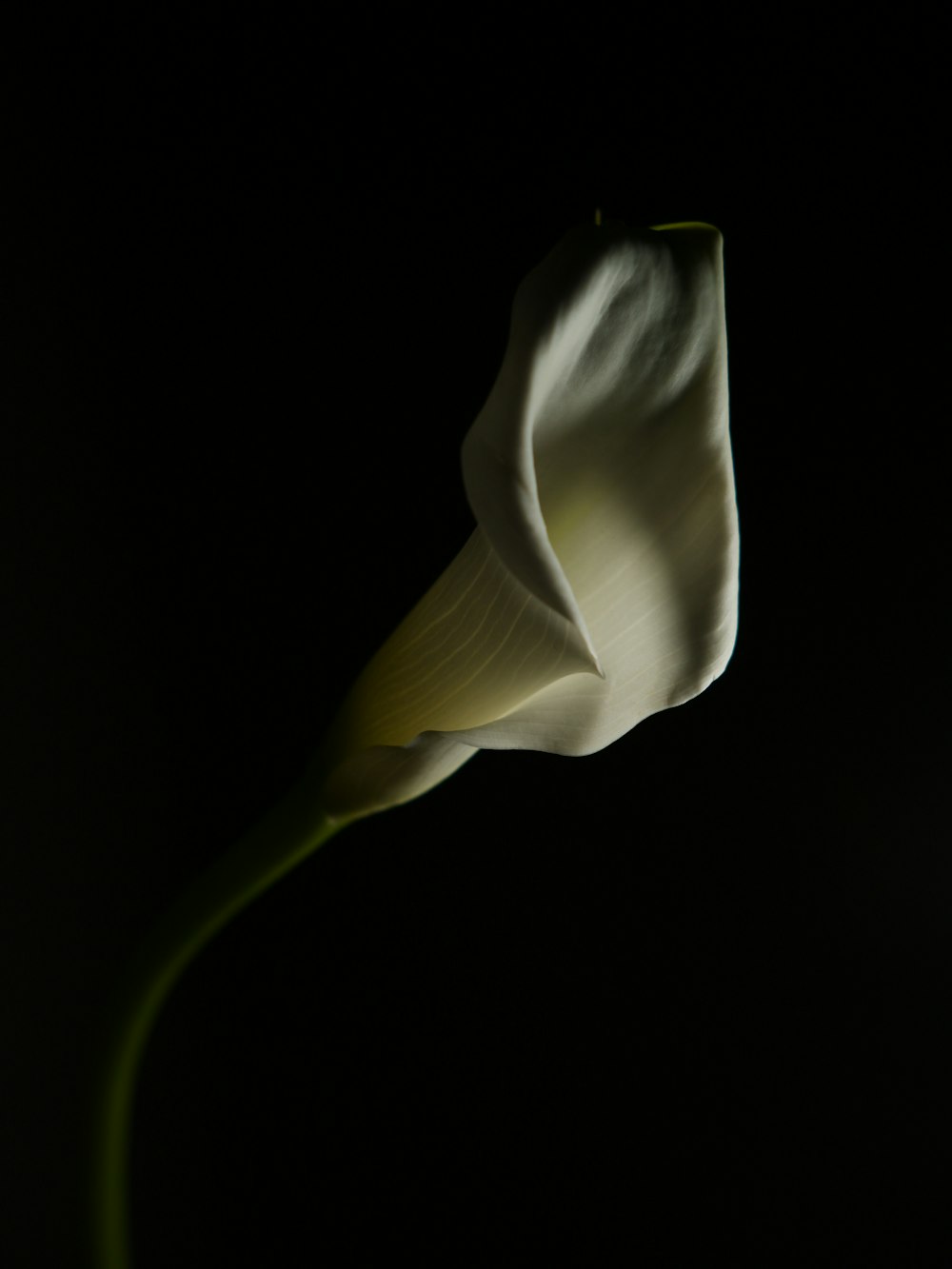 a white flower with a black background