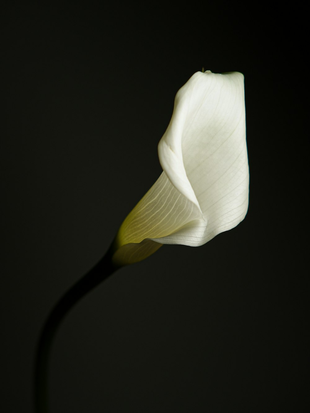 a white flower with a black background