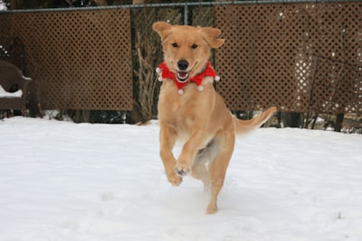 A playful pup running outdoors with a Comfortreats scarf fluttering in the breeze.
