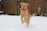 A happy golden retriever puppy playing in fresh snow near cozy kennels.