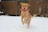 A happy golden retriever puppy playing in fresh snow near cozy kennels.
