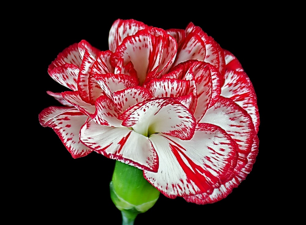 eine rot-weiße Blume auf schwarzem Hintergrund