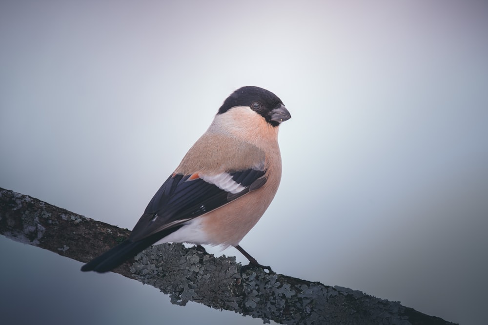 Un oiseau assis sur une branche avec un fond de ciel