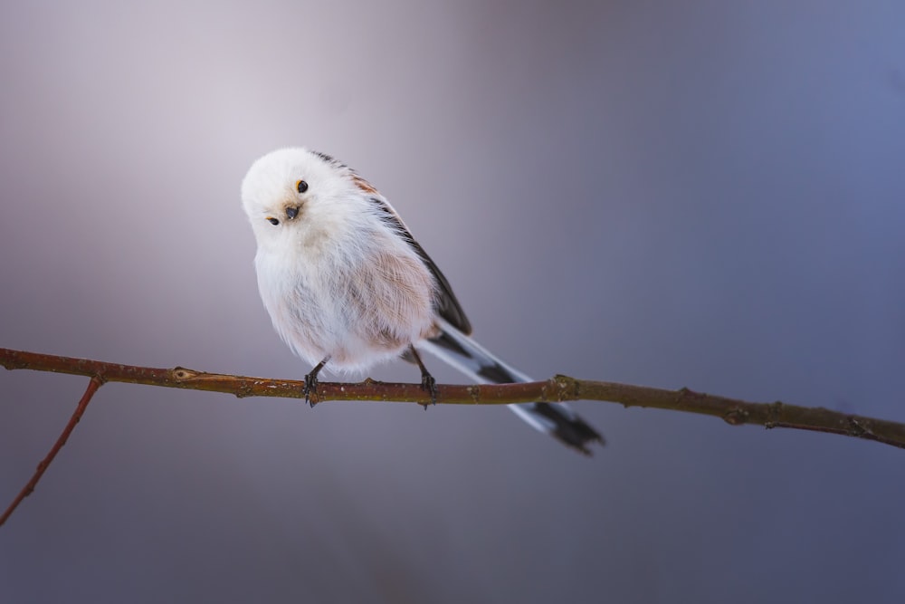 a small white bird perched on a branch