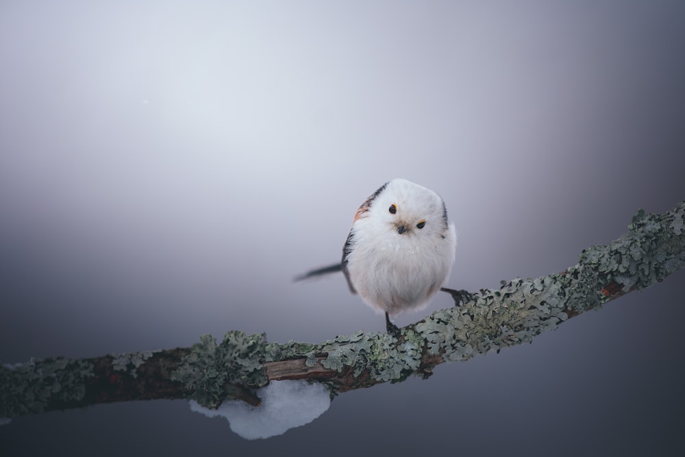 Un piccolo uccello bianco appollaiato su un ramo dell'albero
