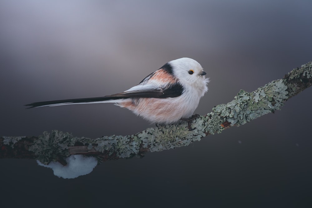 Ein kleiner Vogel sitzt auf einem Ast