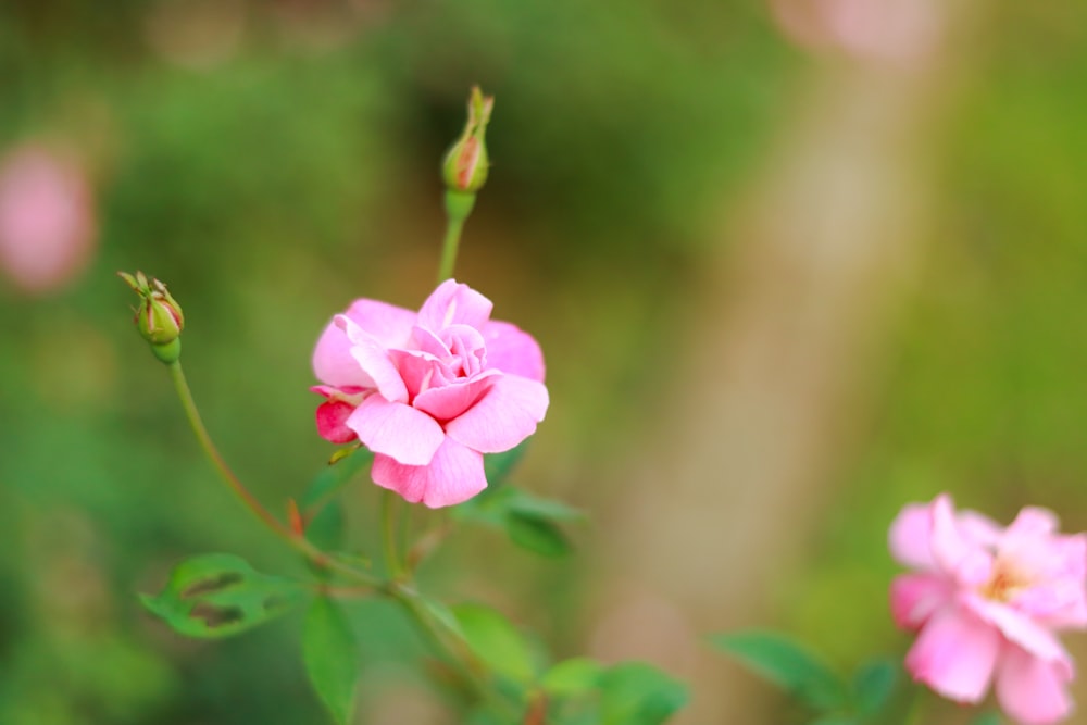 a pink flower is blooming in a garden