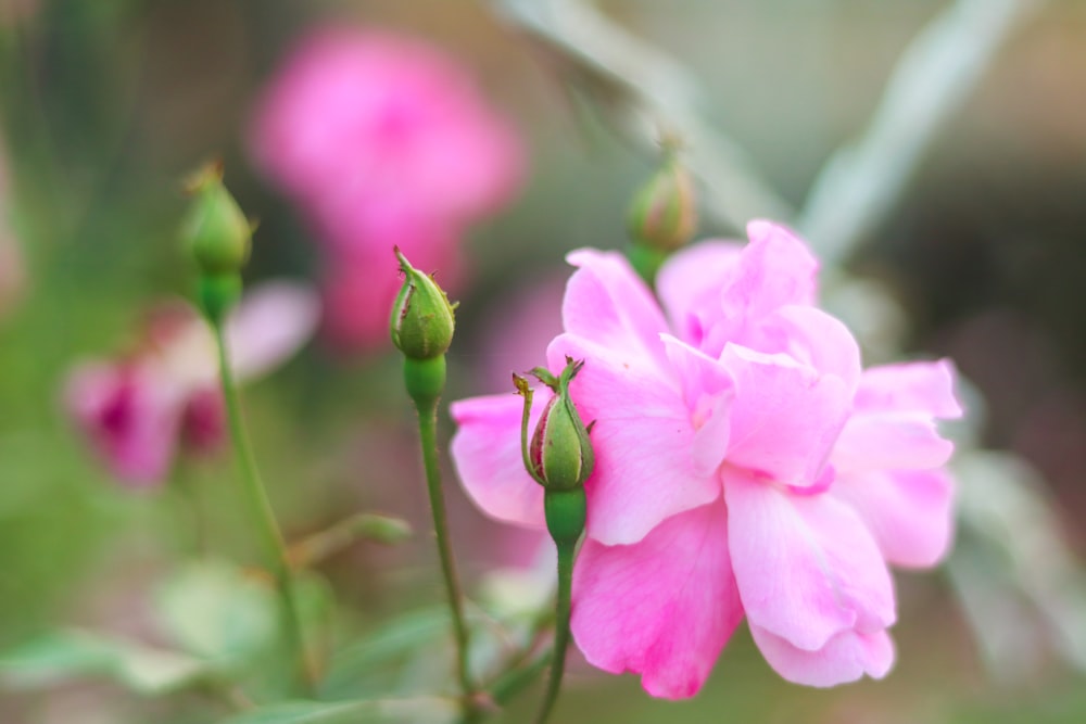 a close up of a pink flower in a field