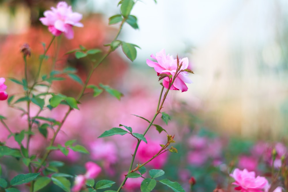 pink flowers are blooming in a garden
