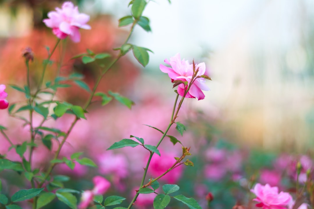 pink flowers are blooming in a garden, Blooming Pink Rose