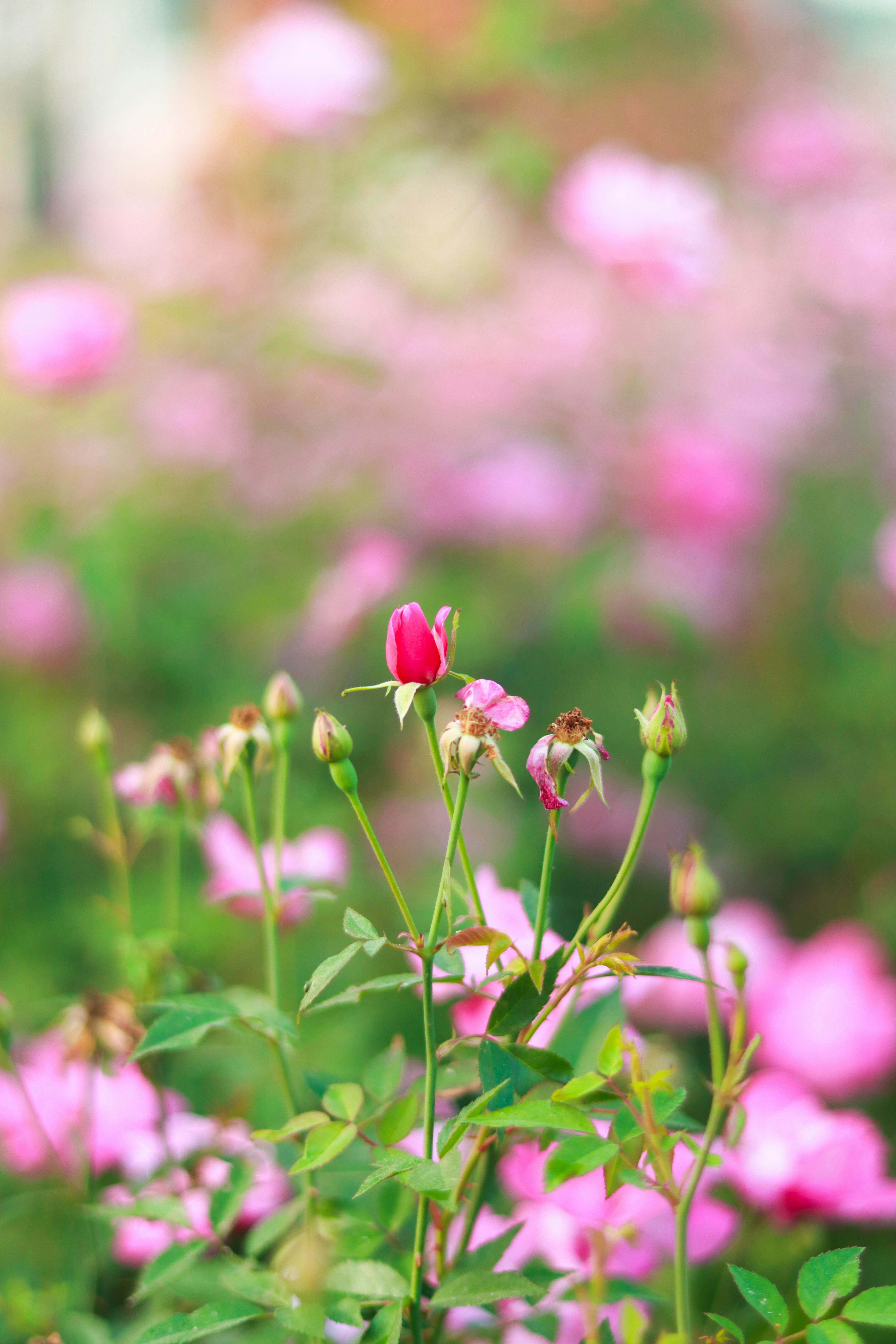a field of pink flowers with green leaves