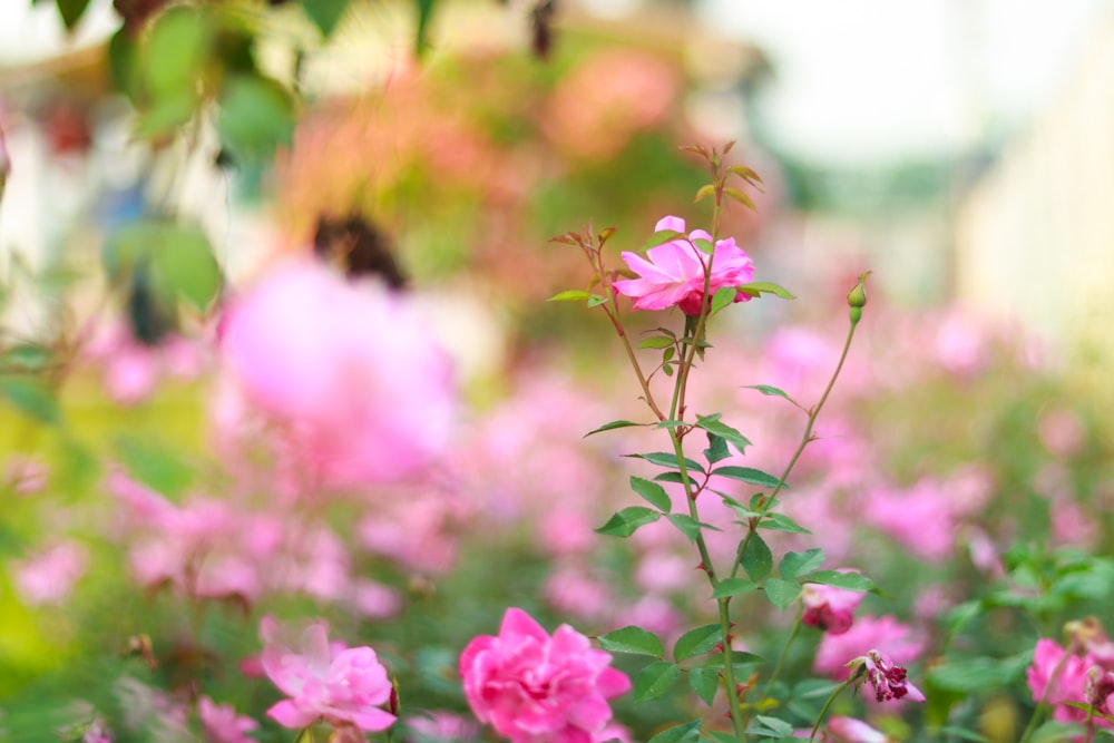a field of pink flowers with green leaves