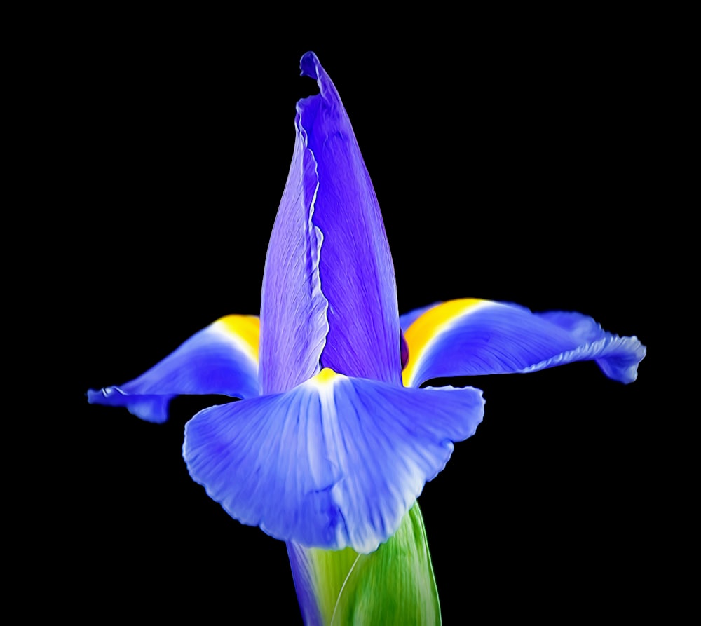 eine blau-gelbe Blume mit schwarzem Hintergrund