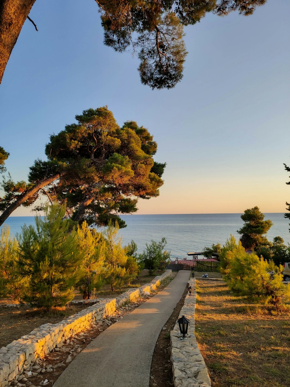 a tree next to a body of water