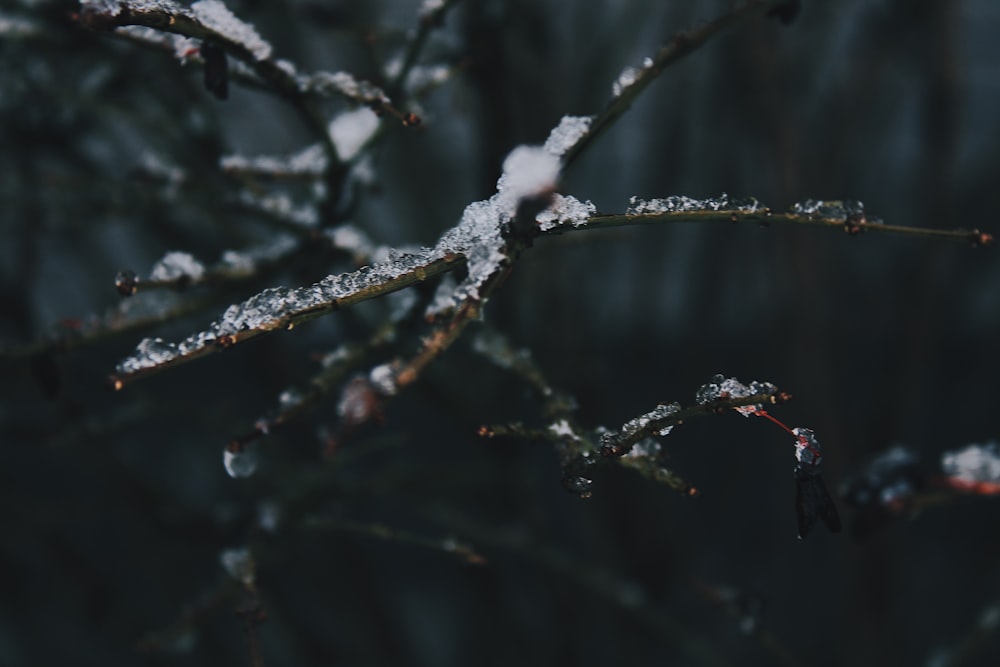 a bird sitting on a branch