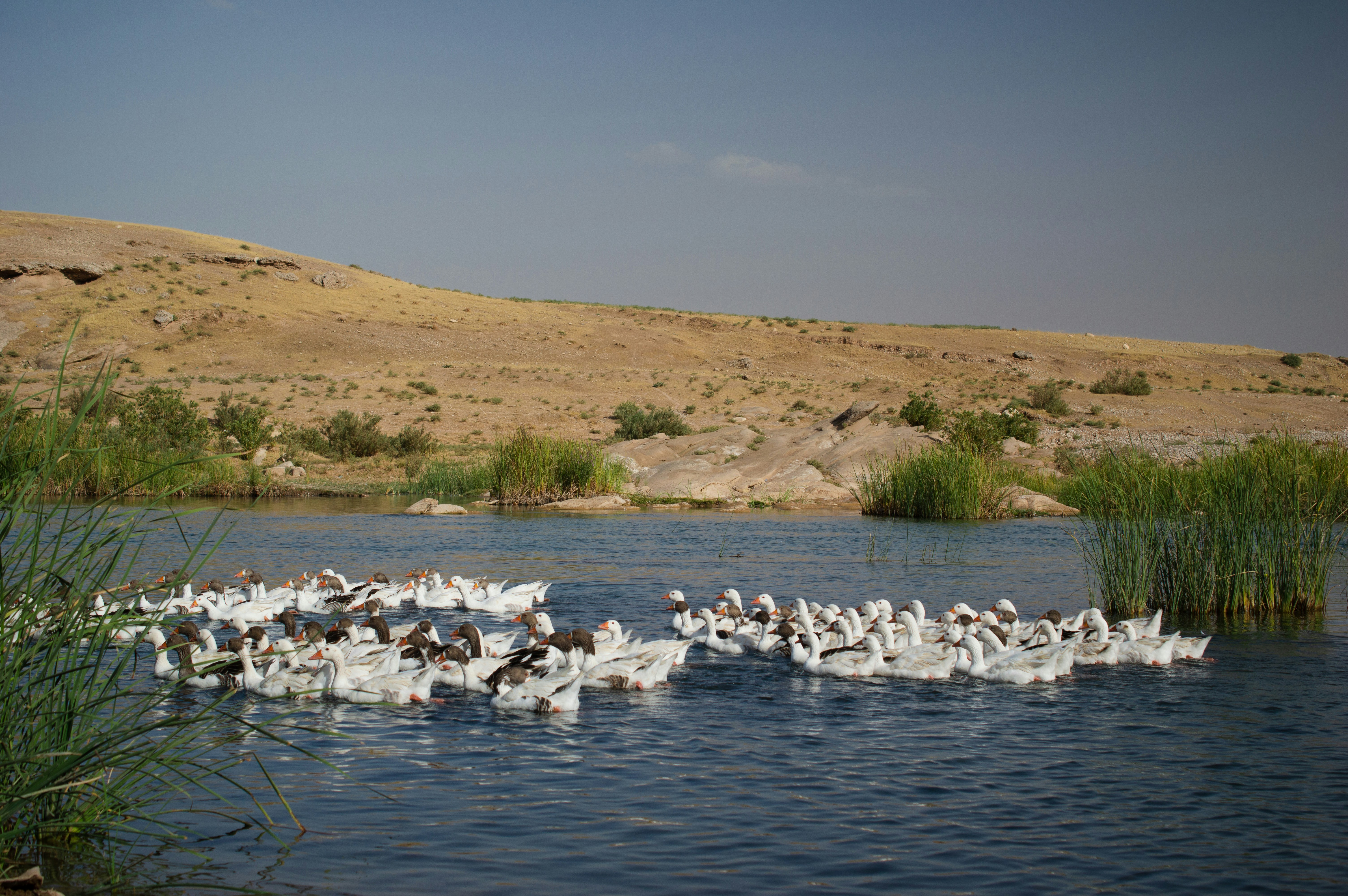 Al Areen Wildlife Park