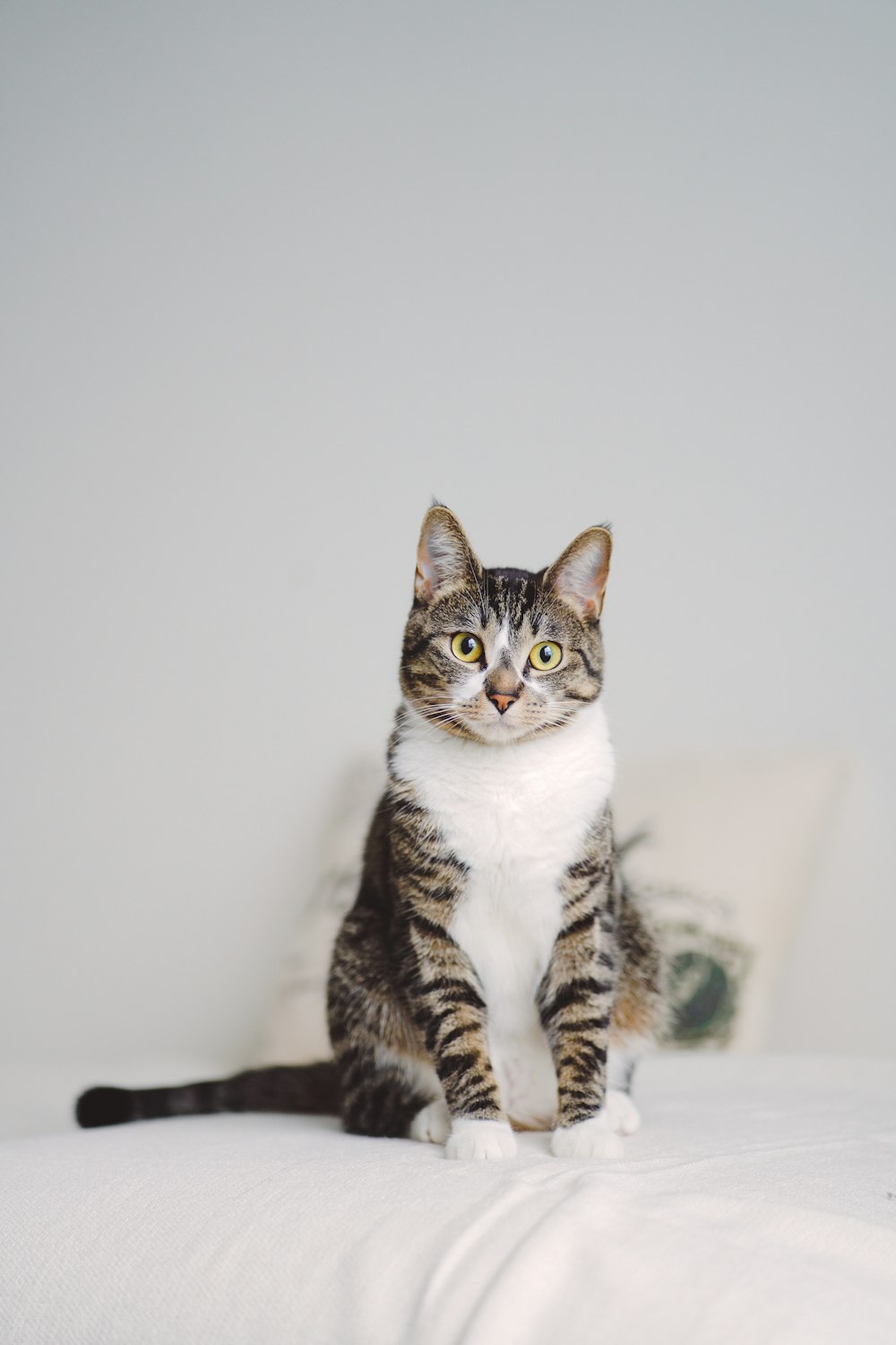 a cat sitting on top of a bed next to a pillow