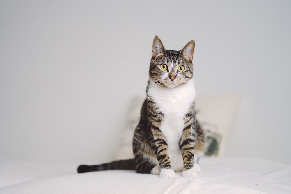 a cat sitting on top of a bed next to a pillow