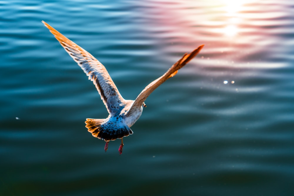 a bird flying over a body of water