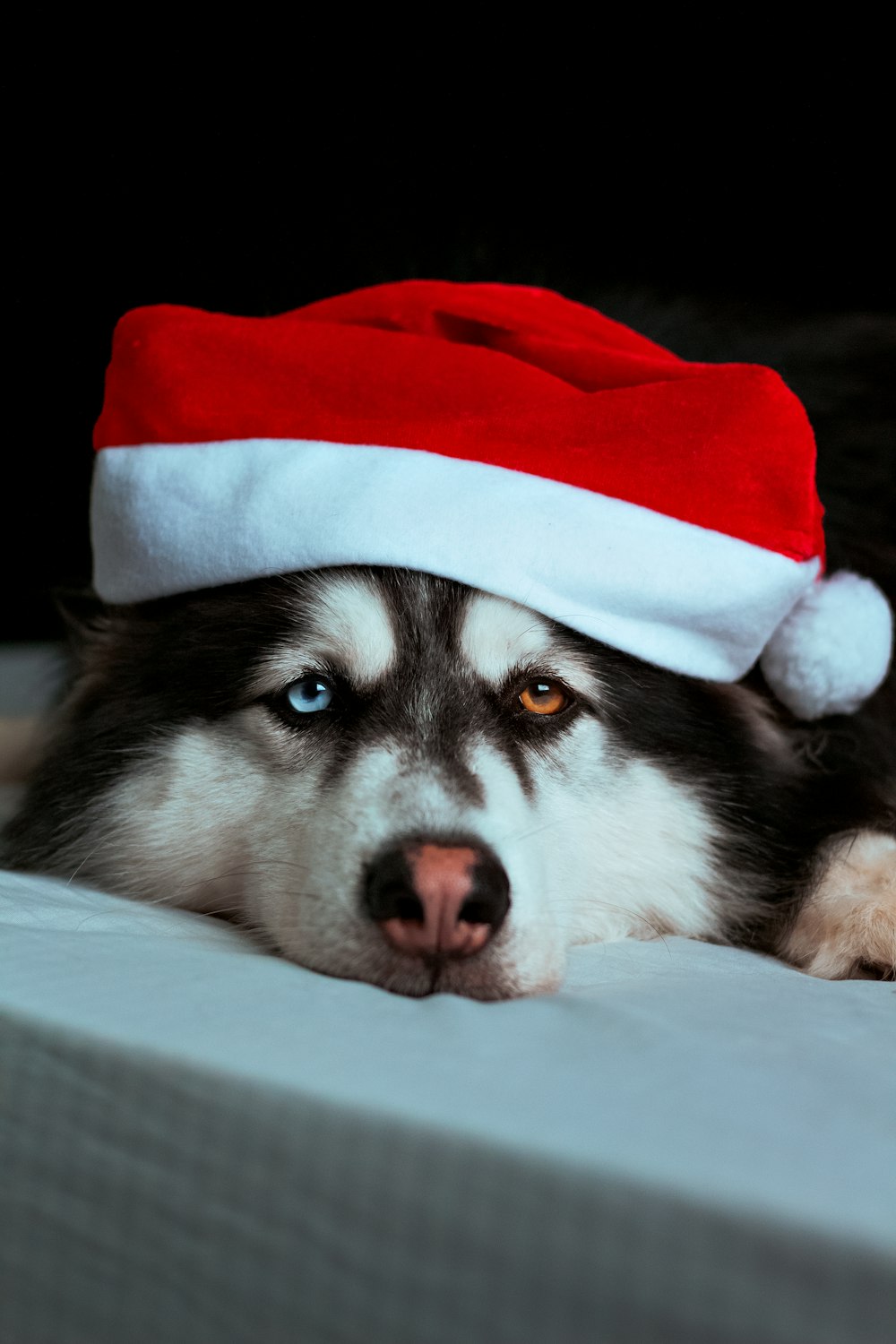 a husky dog wearing a santa hat on top of a bed