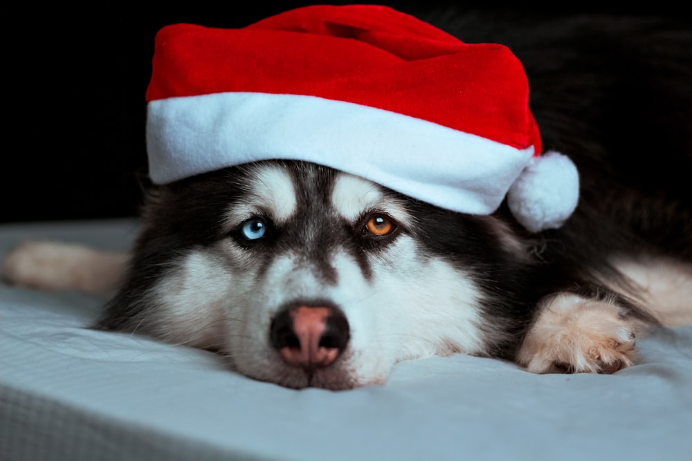 a black and white dog wearing a santa hat