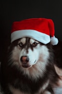 a dog wearing a santa hat on top of it's head