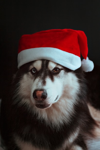 a dog wearing a santa hat on top of it's head