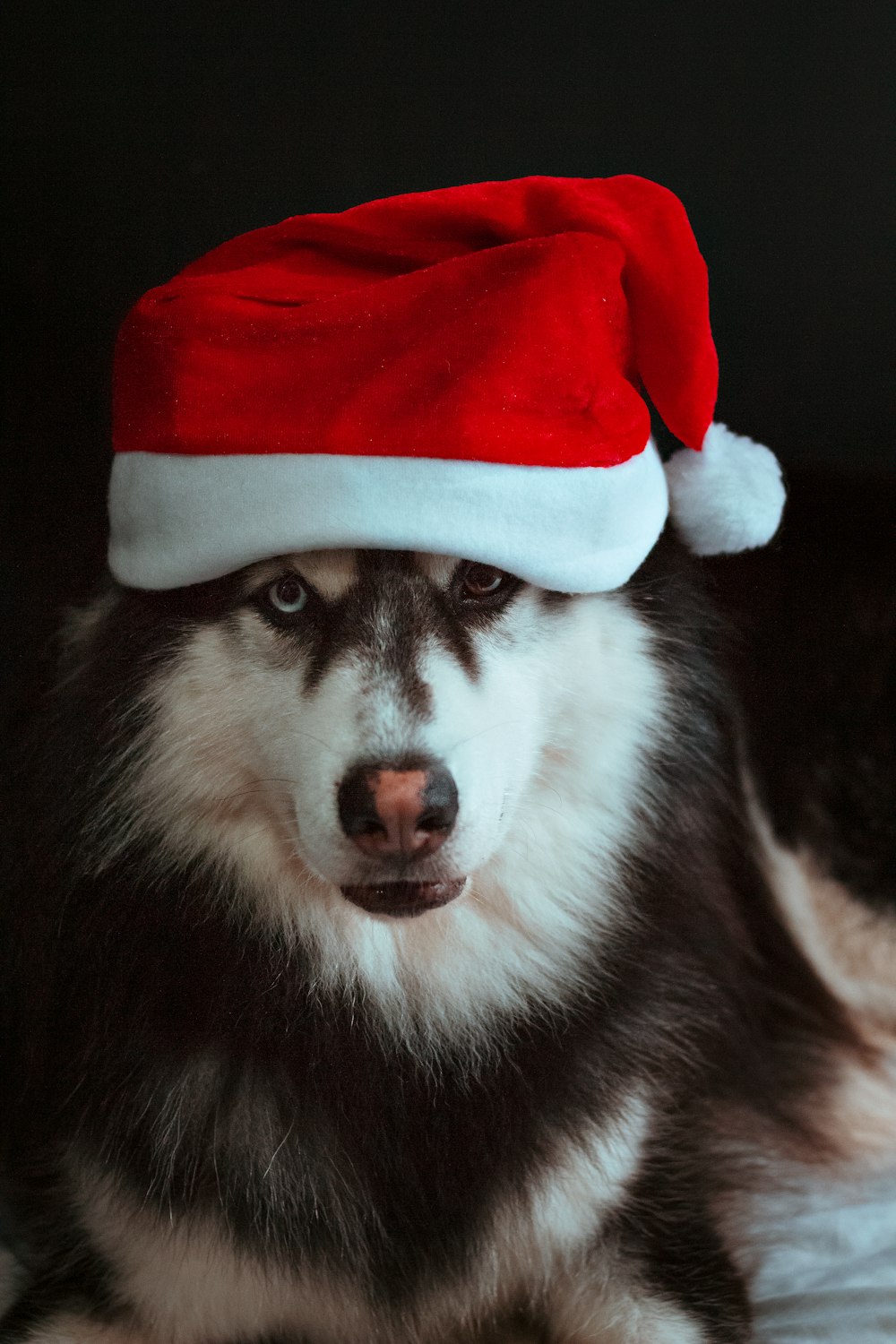 a dog wearing a santa hat on top of it's head