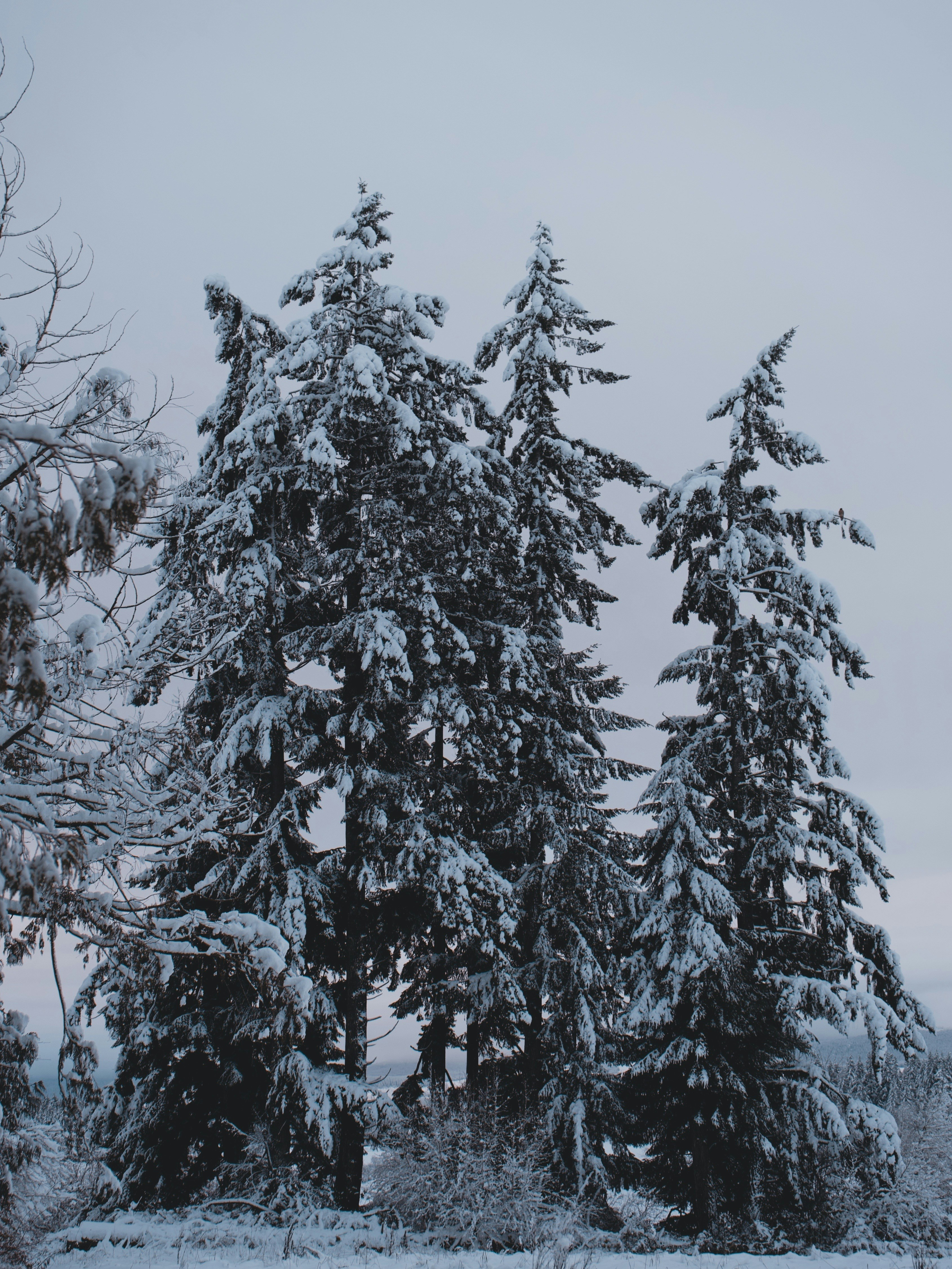 Photo by colefreeman