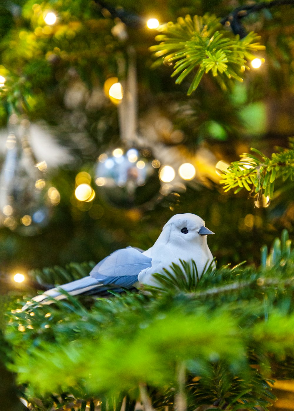 a blue and white bird sitting in a christmas tree