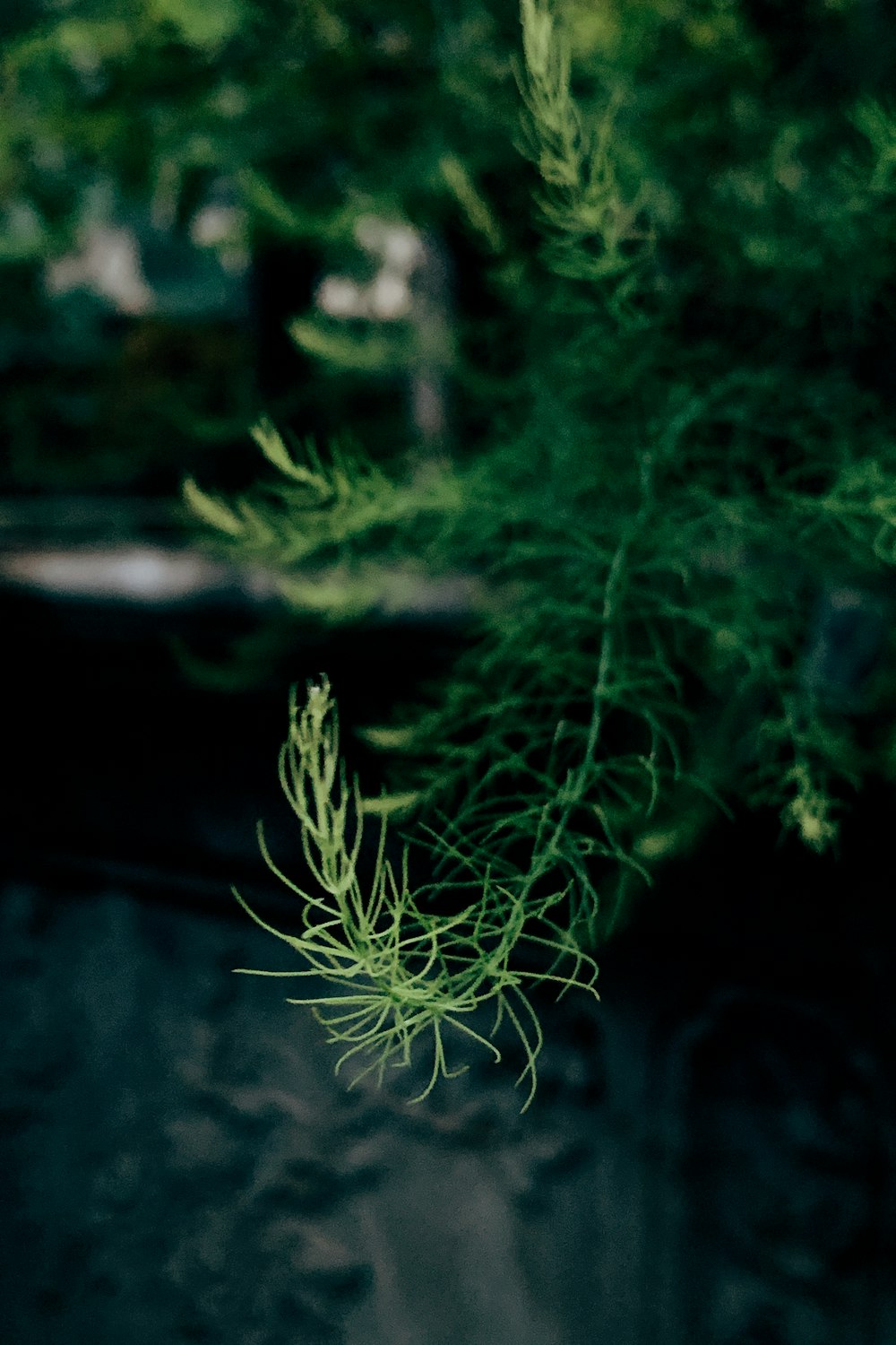 a close up of a plant with a blurry background