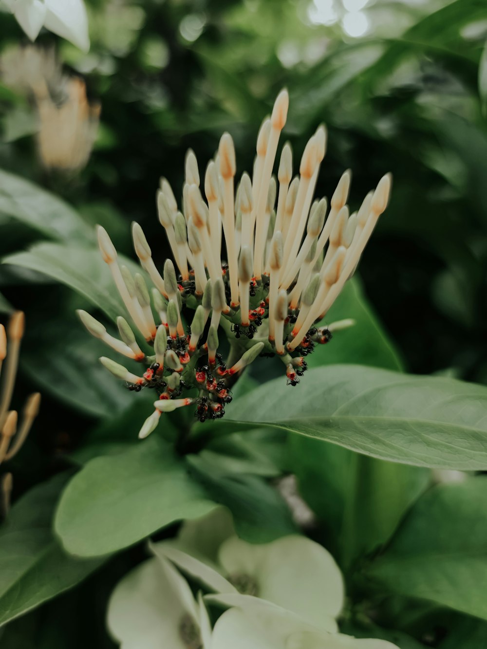 a close up of a flower on a plant