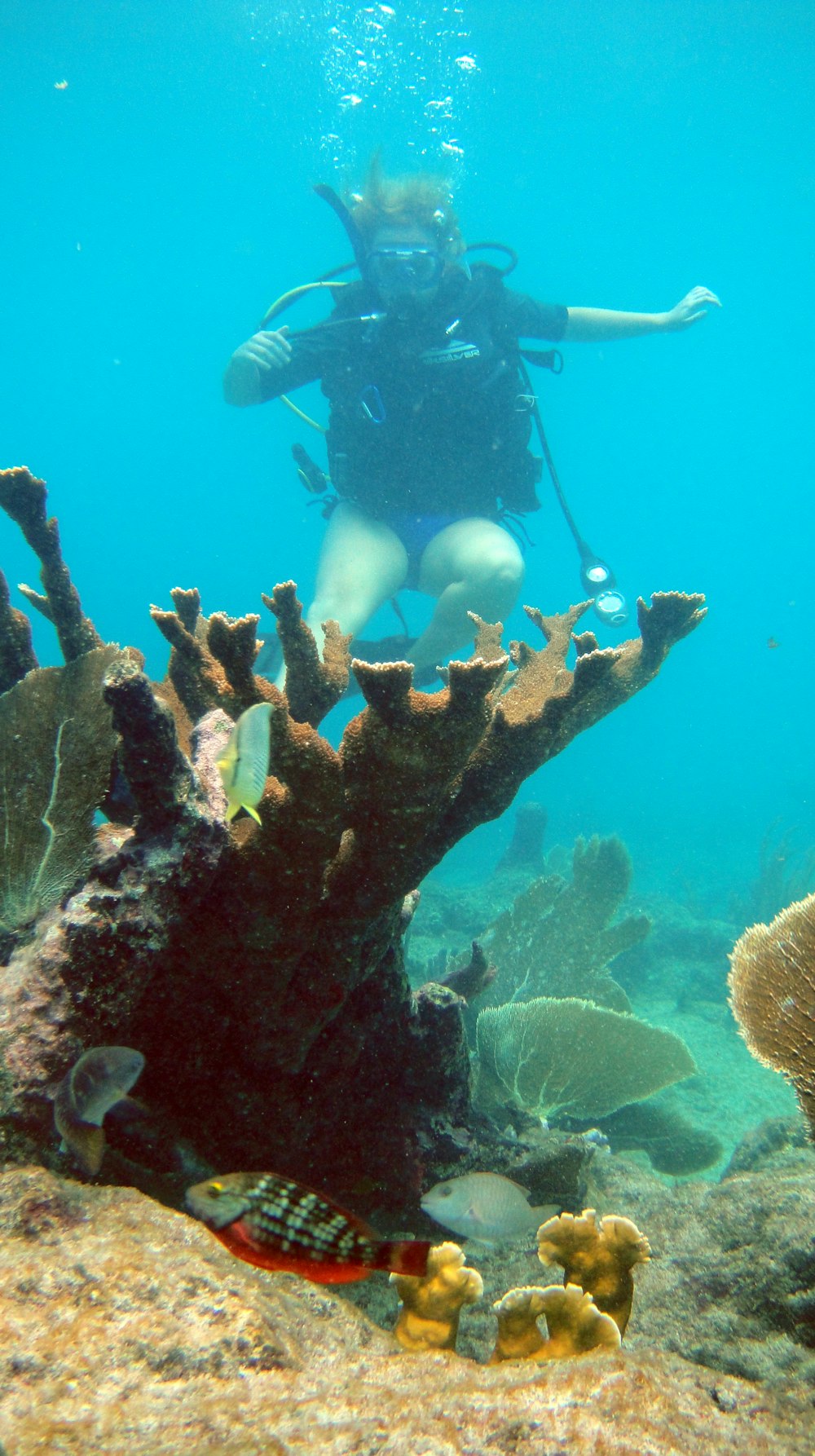 a woman scubas over a coral reef in the ocean