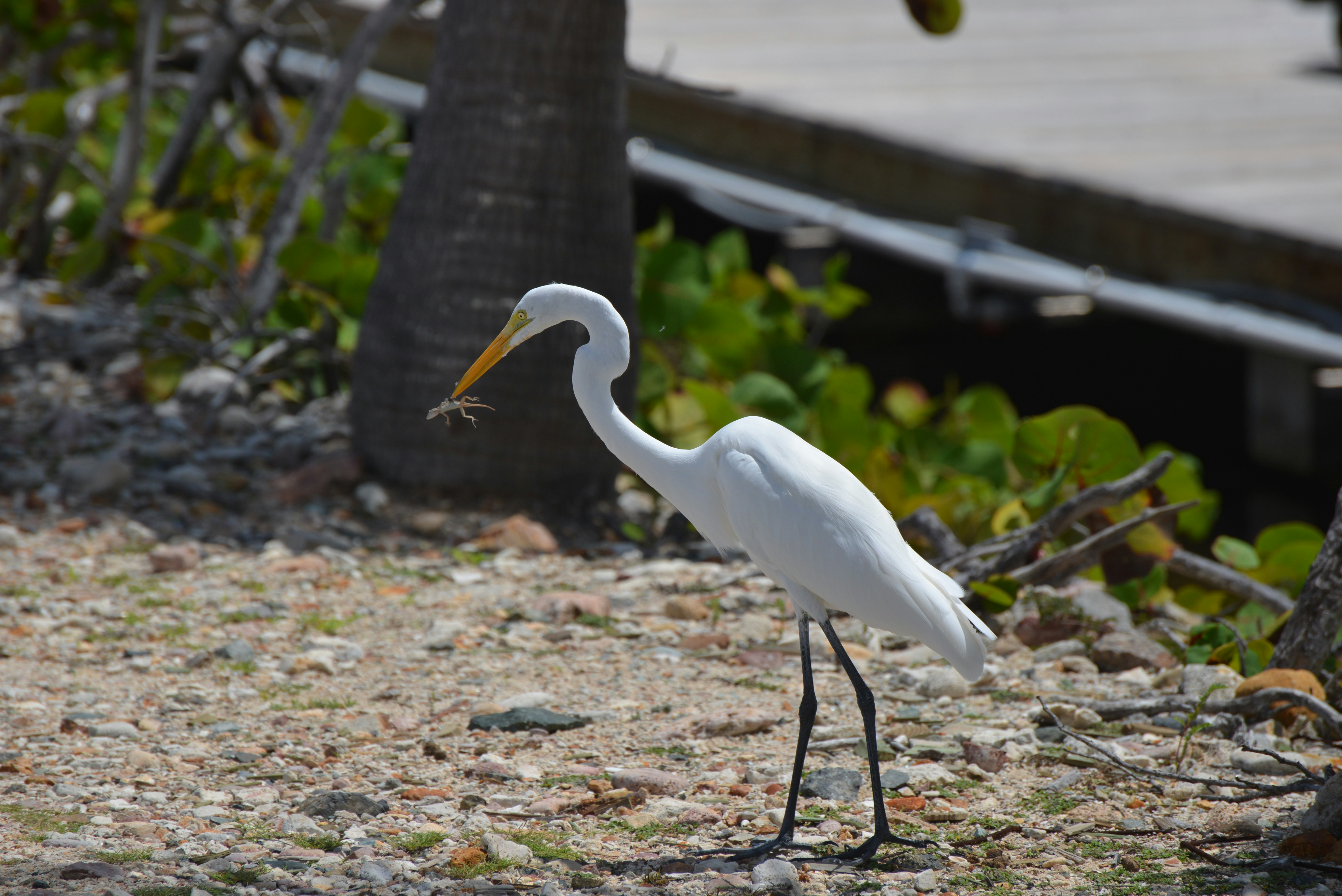 A Great Egret with a lizard in its beak