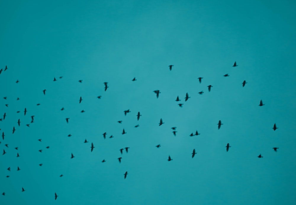 a flock of birds flying through a blue sky